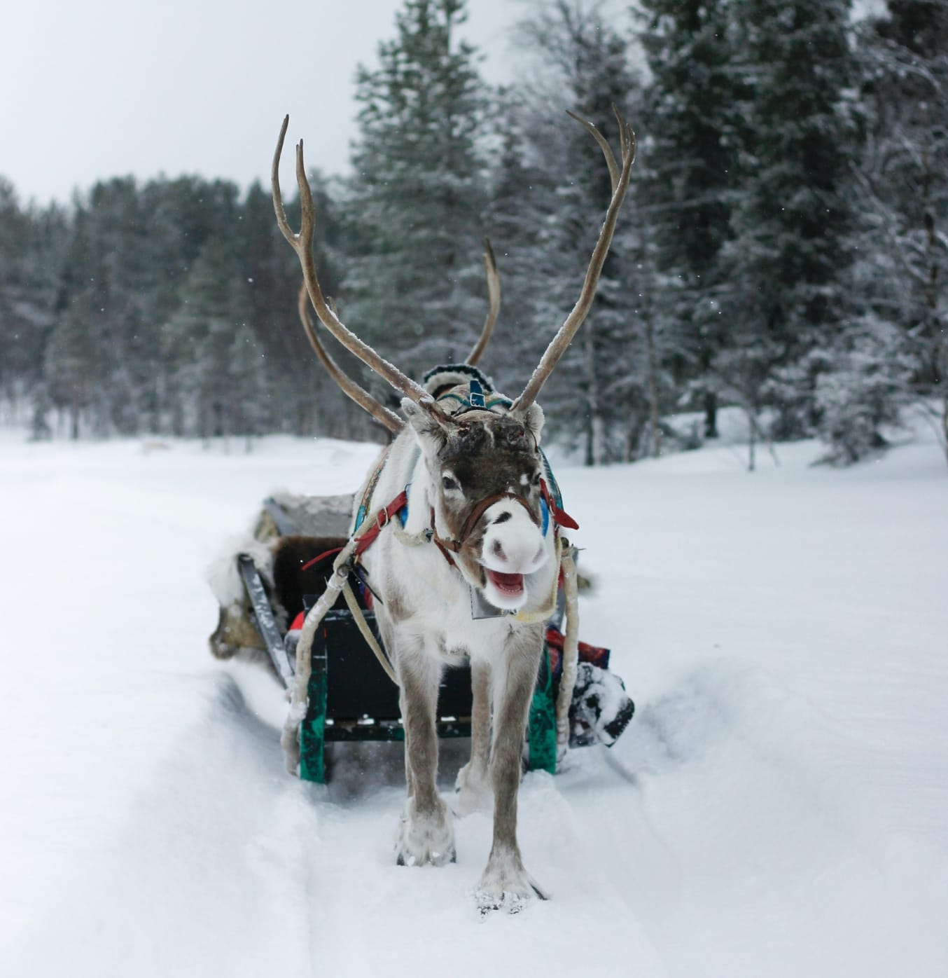 Rentier zieht Schlitten durch verschneite Landschaft vor einer Kulisse aus schneebedeckten Bäumen im Winterwald.
